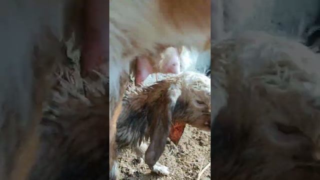 Коза Битал родила двойню смотреть онлайн