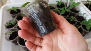 Датура  из семян. Рост сеянцев, пикировка