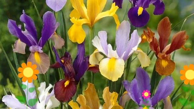 Ирис голландский. Краткий обзор: Ирис голландский описание характеристик, где купить луковицы смотреть онлайн