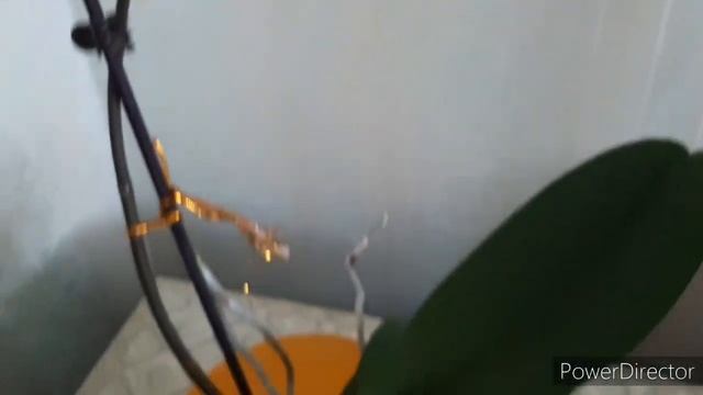 ОРХИДЕИ: Обзор Цветущих Рыжих фаленопсисов/24 января 2021г. смотреть онлайн