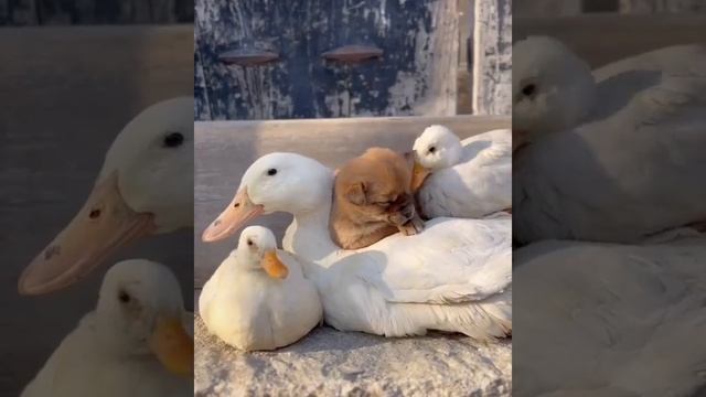 Мама гусыня приютила щенка смотреть онлайн