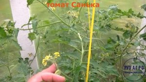 Томат Санька (обзор)