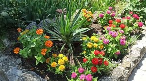 Обзор низкорослых циний- Магеллан, Дримлинг, Прициоза.