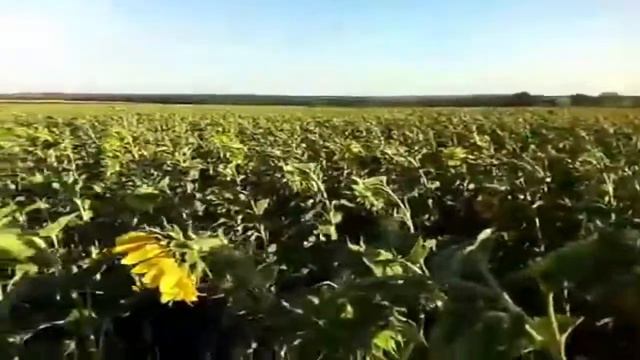 как выглядит сорняк по имени заразиха смотреть онлайн