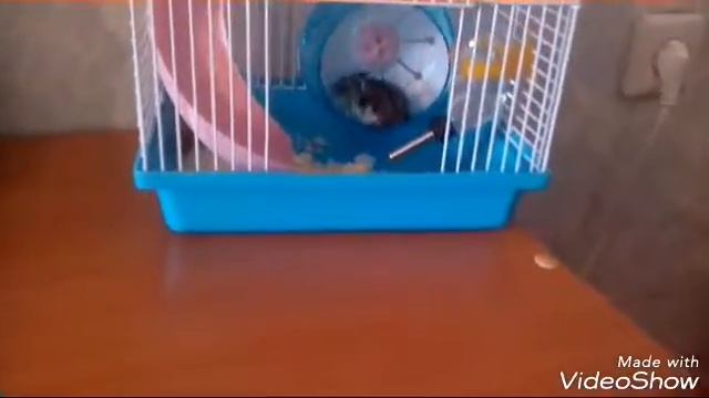 Играю с хомячком ||| Вика ket ||| • Джунгарский хомяк • Как его назвать?? смотреть онлайн