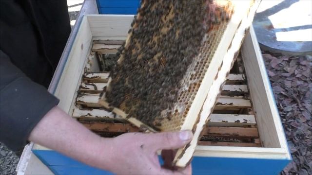 Первый, весенний осмотр пчелосемей. С пояснениями. 11/03/20 смотреть онлайн