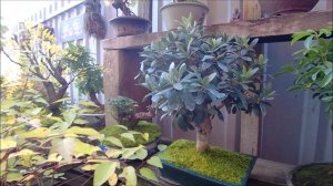 Бонсай осень 2023 год музыка Игорь Малыгин Сентябрь Игорь Бутман Ностальгия