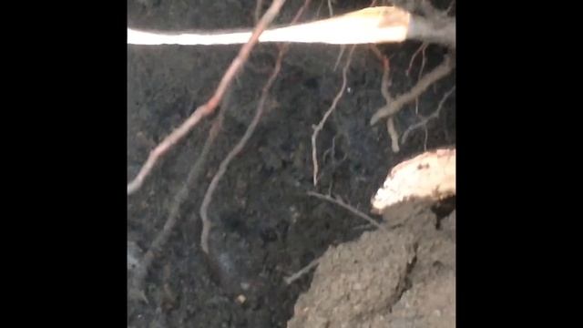 Bottle Digging 1870-1900s bottle dump. смотреть онлайн