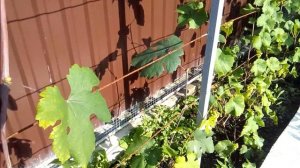 Вертикальная одноплоскостная шпалера.