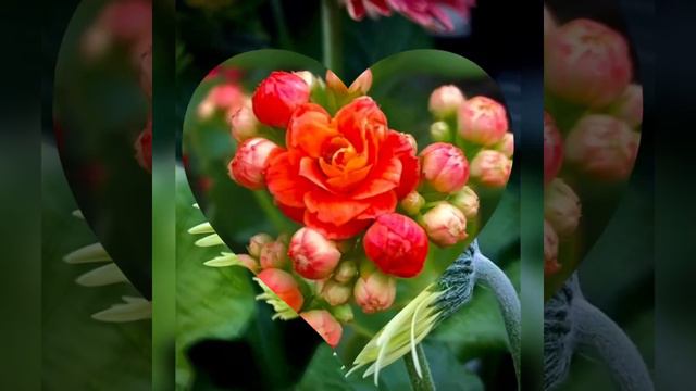 Paul Mauriat - POBRE DIABLO/ Julio Iglesias 🎶🌹 смотреть онлайн