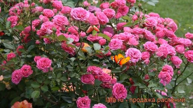 Роза парковая Эльмшорн (rosa elmshorn) ? роза Эльмшорн обзор: как сажать саженцы розы Эльмшорн смотреть онлайн