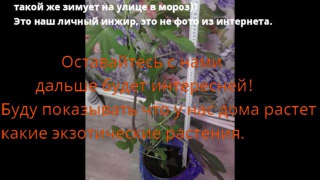 На нас идет холодный циклон к Новому Году!/Цветы, Кивано, Инжир 90см. смотреть онлайн