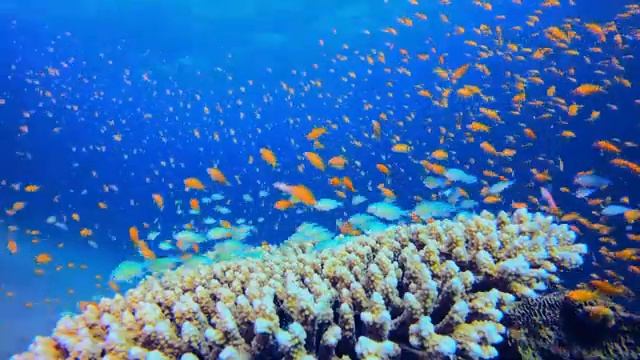 Aquarium 4K VIDEO (ULTRA HD) - Beautiful Coral Reef Fish - Sleeping Meditation Music