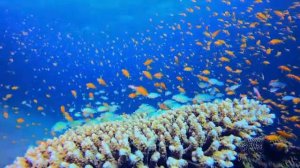 Aquarium 4K VIDEO (ULTRA HD) - Beautiful Coral Reef Fish - Sleeping Meditation Music