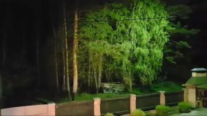 КАКОЕ ТЫ ДЕРЕВО ПО РОЖДЕНИЮ... ИНГА ХОСРОЕВА.