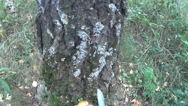 ГРИБЫ в сентябре 2020 смотреть онлайн