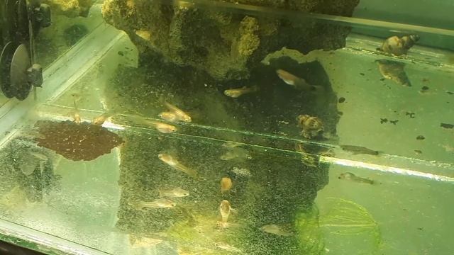 Дневник часть 4 Уход и размножение гуппи. Болезнь у мальков гуппи ("склеены" хвостики) смотреть онлайн