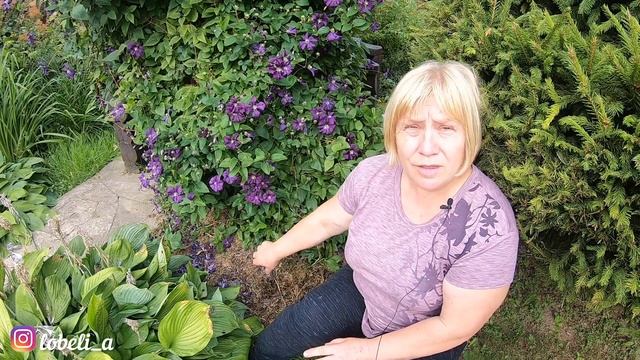 Клематисы: уход, подкормка, подготовка к зиме смотреть онлайн