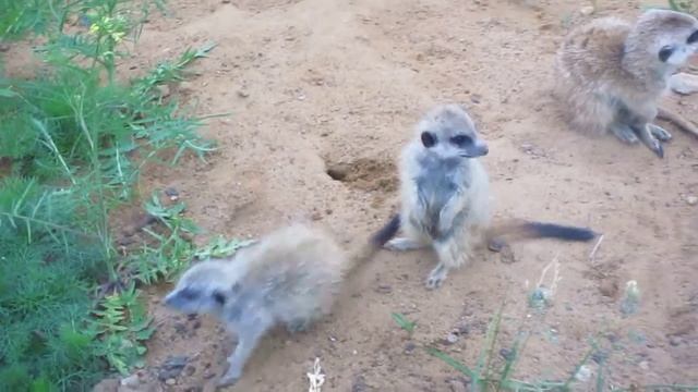 Сурикаты смотреть онлайн