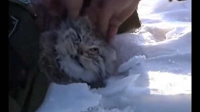 манулы смотреть онлайн