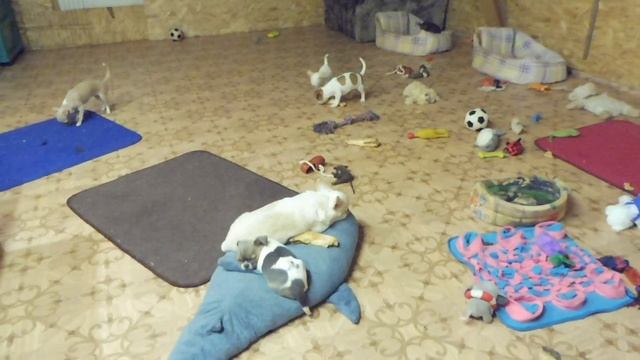 #КОРМЛЕНИЕ ЩЕНКОВ ЧИХУА#ПРОДУКТЫ КАКИЕ МОЖНО ДАТЬ ЩЕНКУ#КОРМ ДЛЯ СОБАК#ОТДЫХ ДЛЯ МЕНЯ #МАРИМИСТИК смотреть онлайн