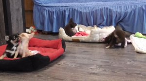Щенки ЧИХУАУА @ У нас можно купить щенка ЧИХУАХУА. Голубой, шоколадный чихуахуа. Chihuahua puppy