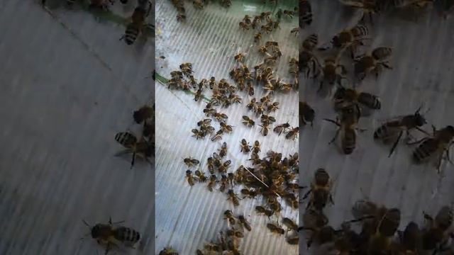 Шершень напал на пчёл. Пчелы зажарили его заживо!! а если таких много?? Шершень-враг пчёл! смотреть онлайн
