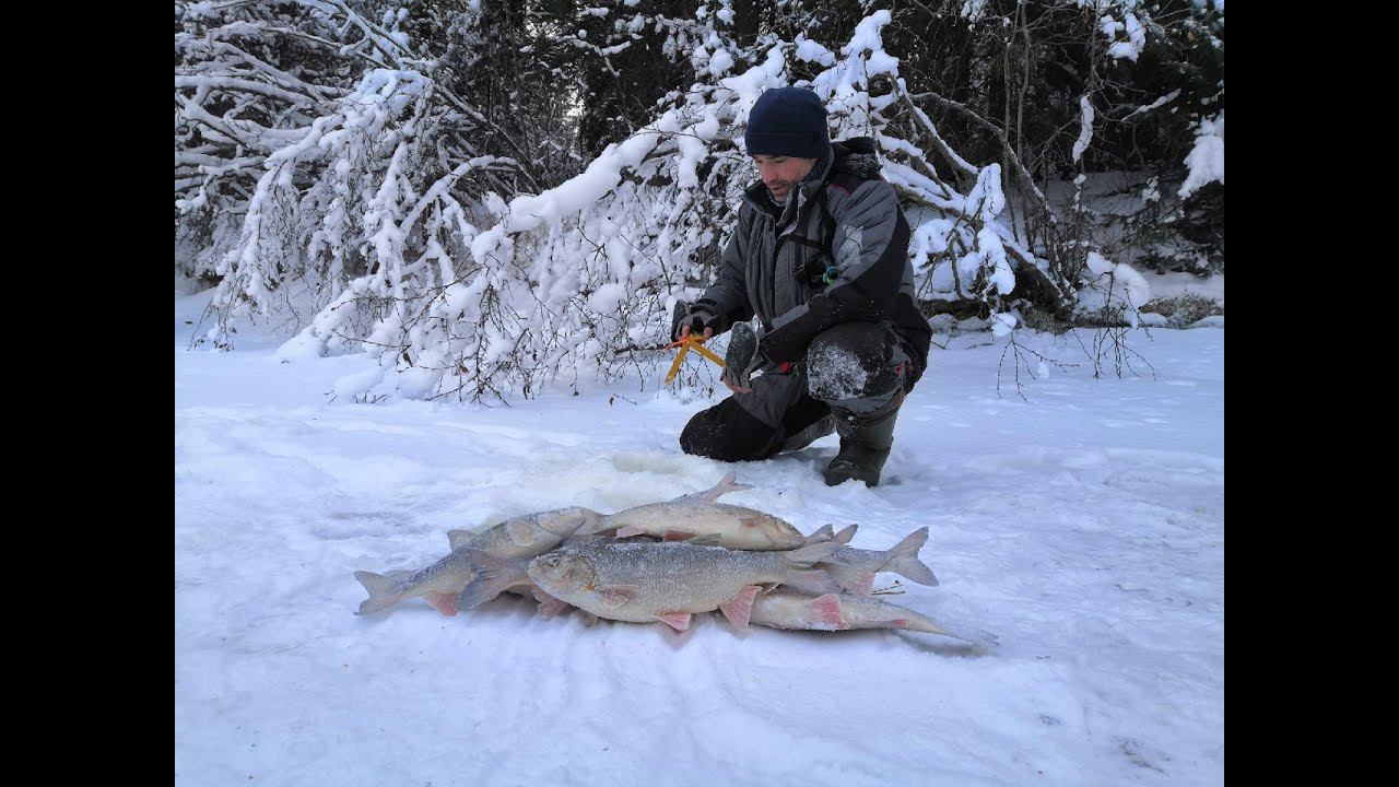 Вот за этими кабанчиками и ездим на эту красивую реку.зимняя рыбалка на Ямале. смотреть онлайн