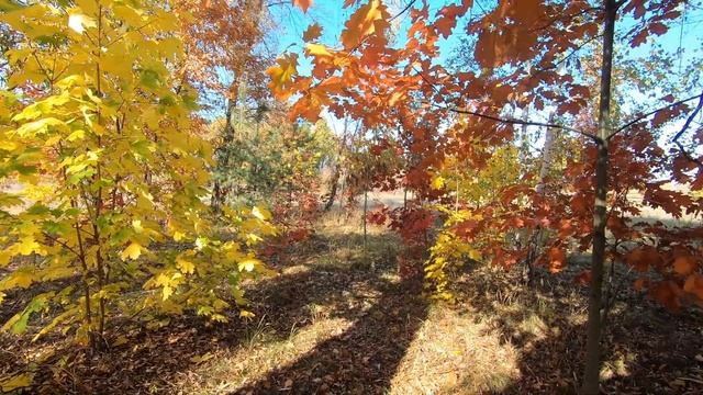 Краски осени в парке "Муромец", Киев. смотреть онлайн