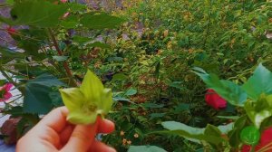 Гибискус Травянистый (Hibiscus moscheutos)