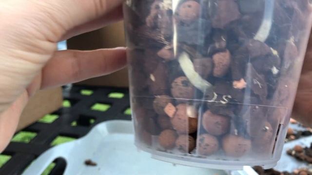 Весенние чистки. Пересадка орхидеи Purple rain смотреть онлайн