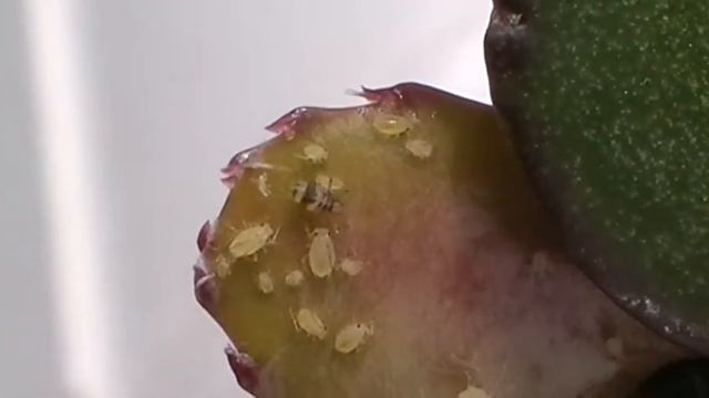 Aphids on a Christmas Cacti смотреть онлайн