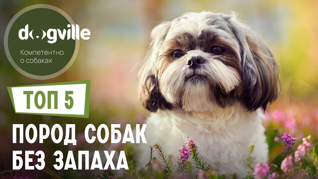 ТОП 5 Пород собак БЕЗ ЗАПАХА смотреть онлайн