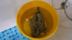 Как очистить аквариумные декорации в аквариуме от зелени.