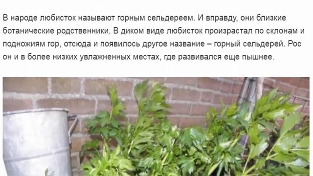 Любисток выращивание и лечебные свойства смотреть онлайн
