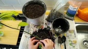 МАРАКУЙЯ, ПАССИФЛОРА, СТРАСТОЦВЕТ пересадка и обрезка