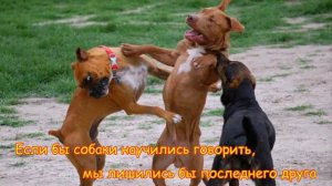 МОКРЫЙ НОСИК