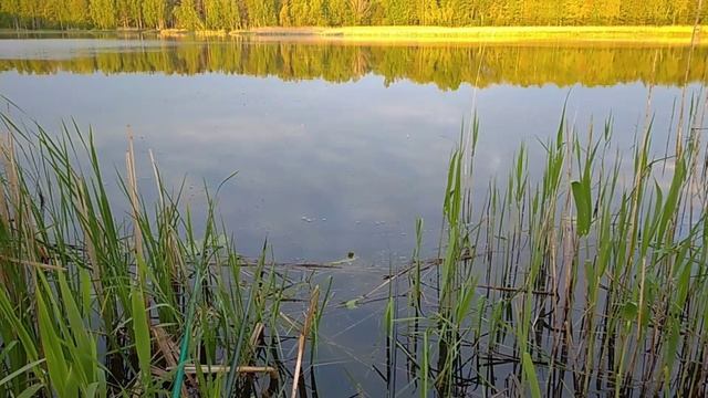 Ловля линя и карася на поплавочную удочку смотреть онлайн