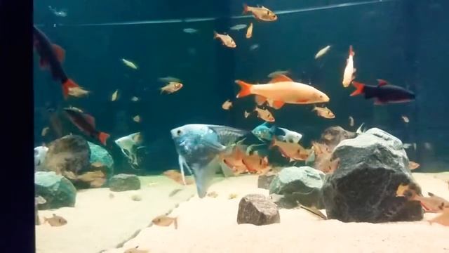 Labeo frenatus albino || Mato grosso || Acaras bandeira смотреть онлайн