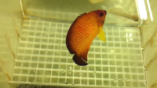 Coral Beauty Angel Hybrid?! смотреть онлайн