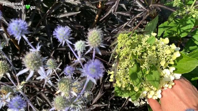 Гортензии метельчатые. Обзор цветения. #кустарник #цветокгортензии смотреть онлайн