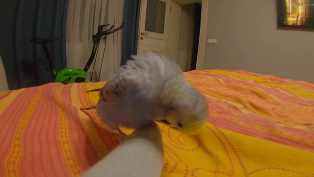 наш нервный попугай смотреть онлайн