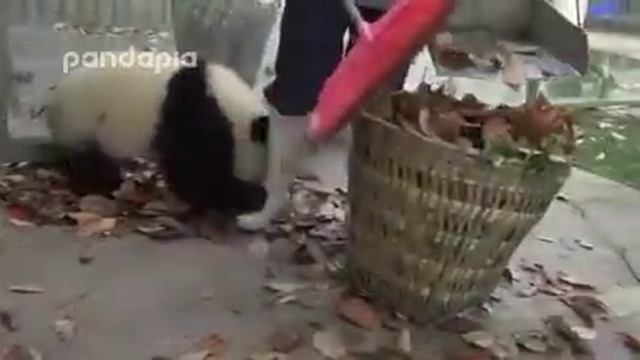 -Это наша корзина! (Под песню "Боби - Боба"...) Автор не я... смотреть онлайн