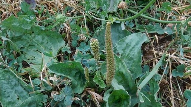 PLANTAGO MAJOR, WHAT AM I?