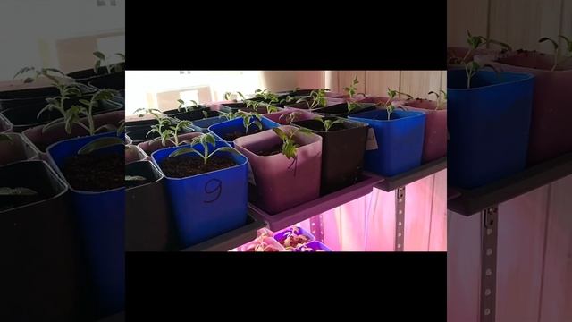 Фитоверм для баклажан, обзор томатов. 05.03.23. смотреть онлайн