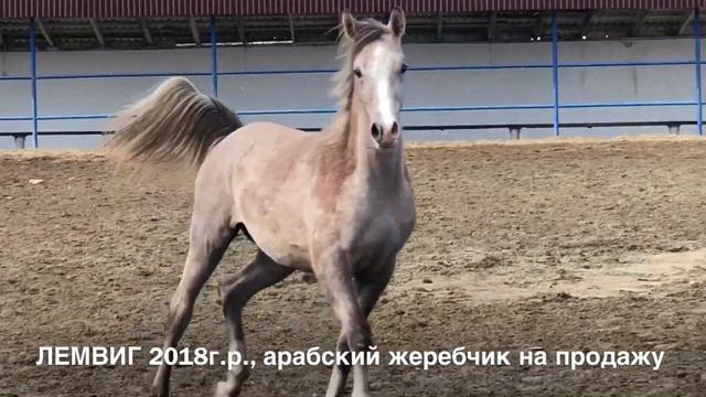 кличка ЛЕМВИГ 2018г.р. Продажа лошадей, тел., WhatsApp +79883400208 смотреть онлайн