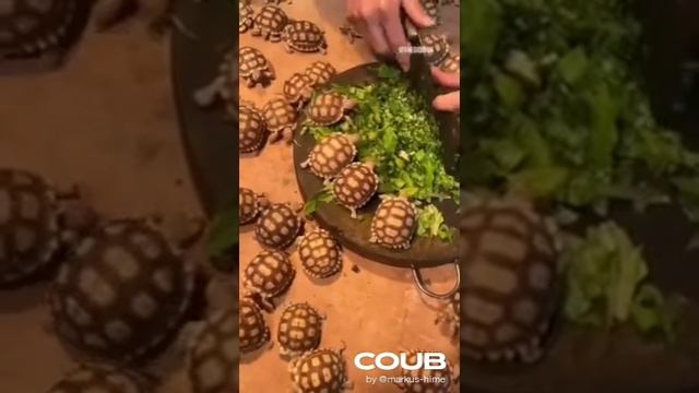 приколы - ходячие черепавцы смотреть онлайн