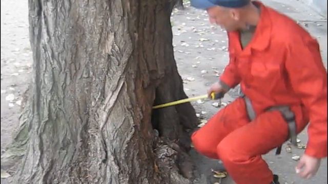 Эх, тополя, тополя... смотреть онлайн