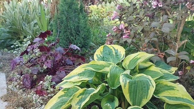 Хосты в моём саду в начале лета (с названием) # Hosta/Funkien in meinem Garten am Anfang des Sommer смотреть онлайн