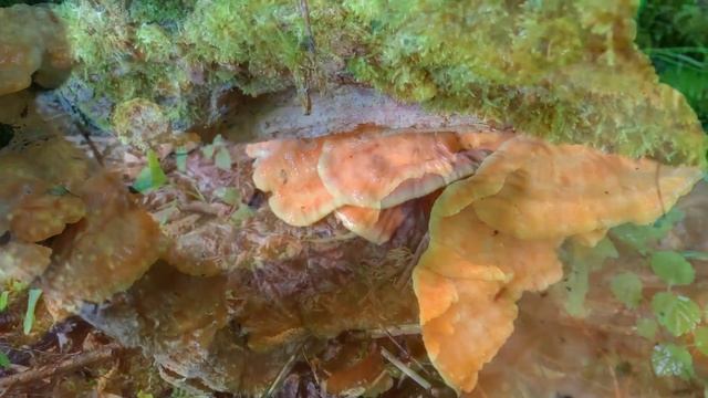 Schwefelporling, Laubholzschwefelporling, Eierporling, Laetiporus sulphureus | chicken of the woods смотреть онлайн